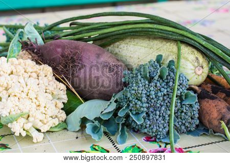 Closeup Of Freshly Harvested Vegetables Turnips, Beetroots, Carrots, Round Marrow, Tomatoes, Cucumbe