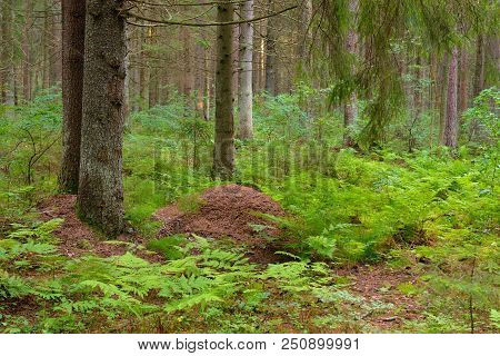 Big Ant Hill In The Summer Forest.
