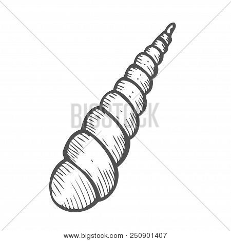 Vector Engraving Shell Isolated On White Background