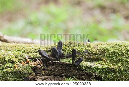 Black Mushroom Parasites Xylaria Polymorpha Growing On Fallen Tree. Spooky Dead Mans Fingers Mushroo