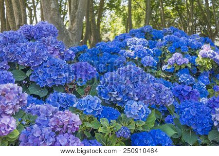 Blue Hydrangeas And Plane Trees