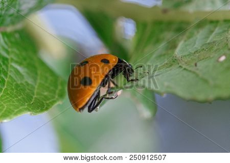 Ladybug Crawling On A Leaf. Horizontal View