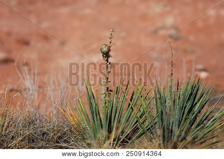 Wild  desert plants in Arches national park
