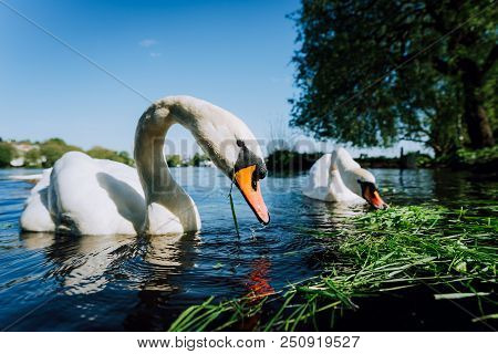 Close Up Of White Grace Swan Couple Stretching His Neck And Head Towards The Camera. Alster Lake On 