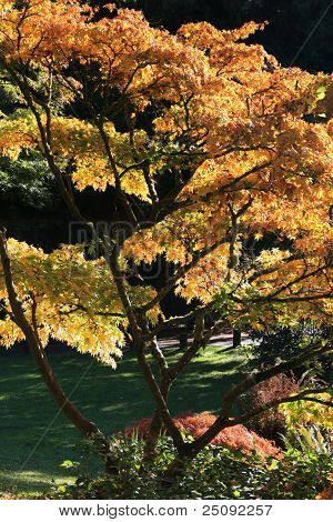 Arboretum, Seattle japonská zahrada