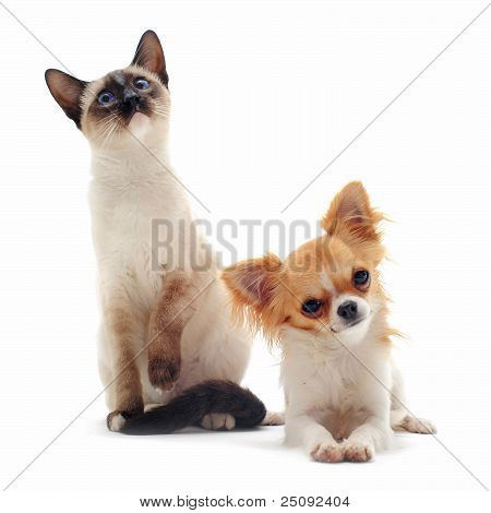 Cachorro Chihuahua e gatinho siamês