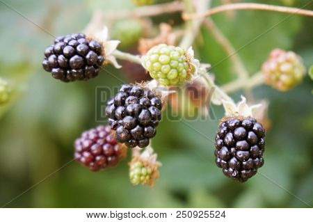 Blackberries On A Bush In The Summer Time. You Can Almost Taste The Sweetness!