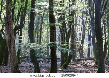 Speulderbos Or Forest Of The Dancing Trees Is Located On The Veluwe In The Netherlands