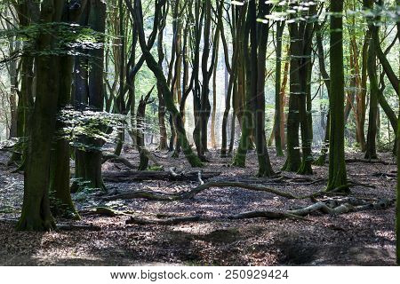 Speulderbos Or Forest Of The Dancing Trees Is Located On The Veluwe In The Netherlands