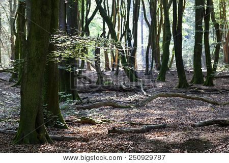 Speulderbos Or Forest Of The Dancing Trees Is Located On The Veluwe In The Netherlands