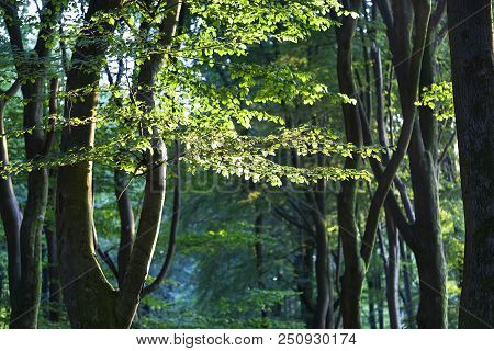 Speulderbos Or Forest Of The Dancing Trees Is Located On The Veluwe In The Netherlands