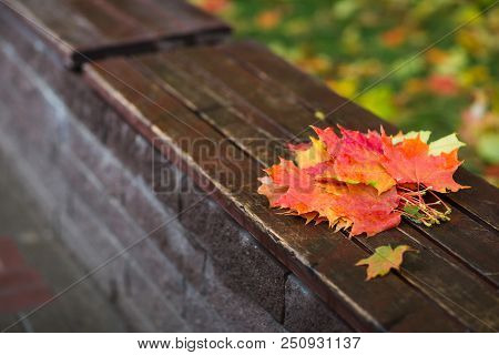 Bouquet Of Autumn Maple Leaves On A Bench In The Park Close-up