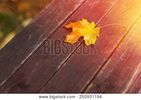 Bouquet Of Autumn Maple Leaves On Bench In The Park Close Up