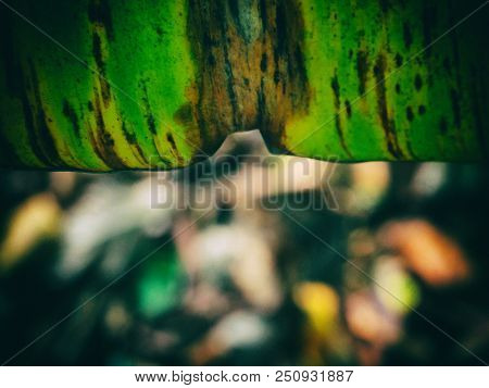 The Abstract Art Design Background Of Dried Banana Leafskin From Sunlight,b At The Top Of Background