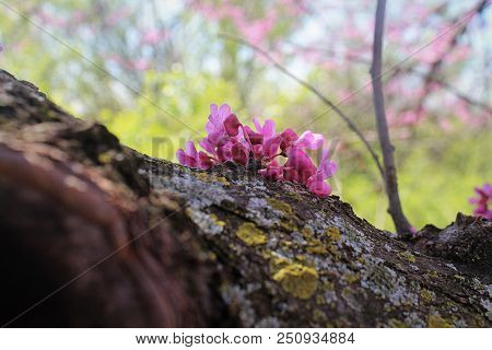 A Bundle Of Pink Flowers Growing From A Tree