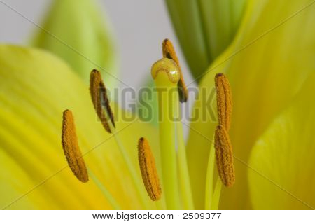 Makro-bild av en lilly inuti med en