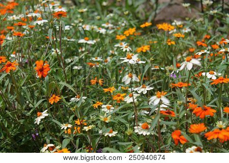 A Field Of Orange, Yellow, And White Flowers