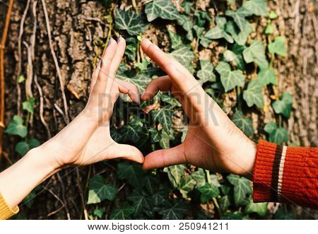 Male And Female Hands Put Together In Heart Shape. Couple In Love Near Tree With Ivy Leaves. Mans An