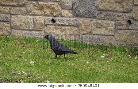 Black Crow (corvus Of Family Corvidae) Bird Animal