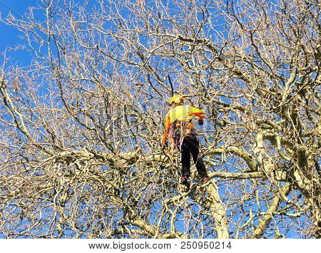 Tauranga, New Zealand - 2 July 2018; Arborist High In Leafless London Plane Tree Supported By Safety