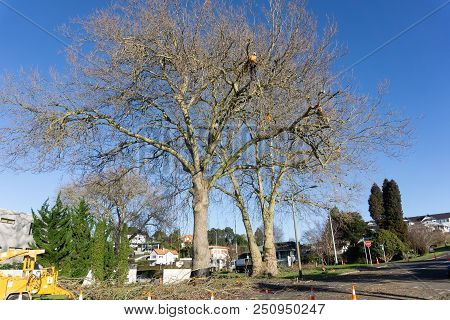 Tauranga, New Zealand - 2 July 2018; Arborist High In Leafless London Plane Tree Supported By Safety