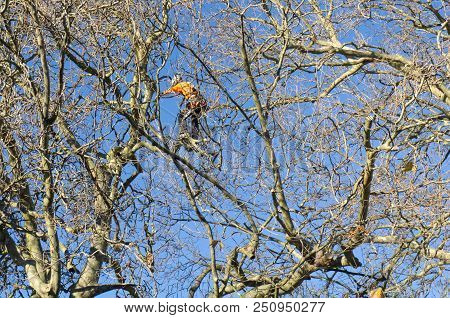 Tauranga, New Zealand - 2 July 2018; Arborist High In Leafless London Plane Tree Supported By Safety