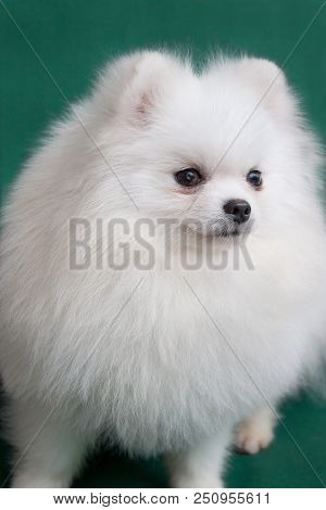 Cute Pomeranian Puppy Isolated On A Green Background. Deutscher Spitz Or Zwergspitz. Pet Animals.