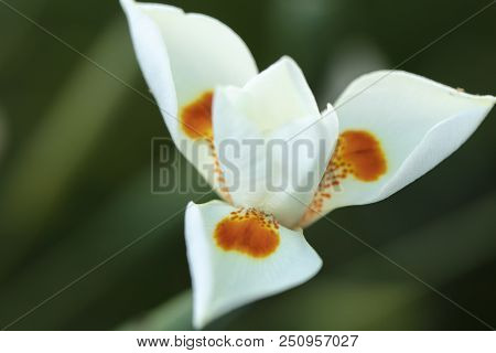 White Dietes Flower With Orange And Purple Markings Delicately Blooming