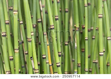 Bunch Of Clumping Janpanese Horsetails Growing In A Garden