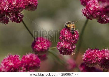 Close Up Of A Crape Myrtle Flower With A Honey Bee Collecting Pollen