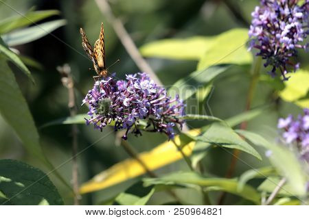 Malachite Butterfly (siproeta Stelenes)sucking The Nectar Of The Flowers Of A Buddleia (buddleja Alt