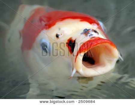 Carpa