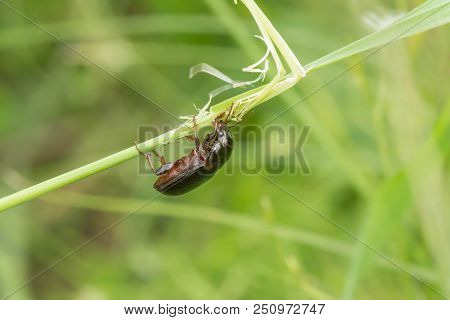 Macro Photograph Of A Beetle Sitting On A Grass Stalk. The Beetle Is Eating The Grass. On A Green Ba