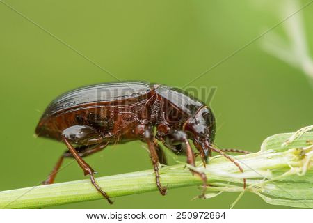 Macro Photograph Of A Beetle Sitting On A Grass Stalk. The Beetle Is Eating The Grass. On A Green Ba