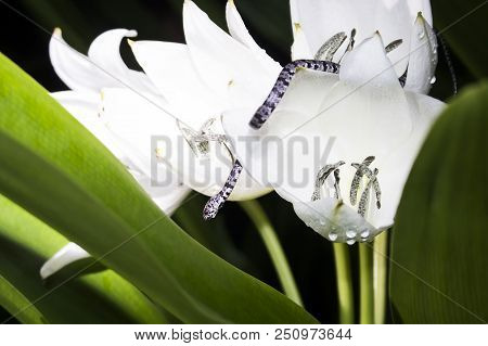 Tiny Snail Eater Snake In White Flowers Close Up