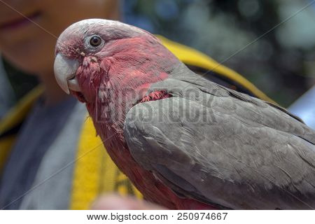 Portrait Of Gray Pink Parrot. Rose Cockatoo (eolophus Roseicapilla) Most Caressing Of All Representa