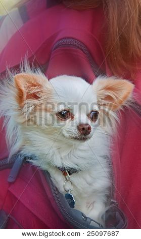 Perro de pelo largo Chihuahua blanco en mochila