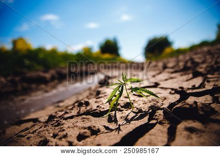 Marijuana Hemp Cannabis Grows On Dry Soil, Cracked From Sacks.