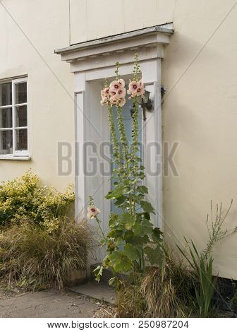 A Cottage Door With Tall Pink Hollyhocks Growing Next To It