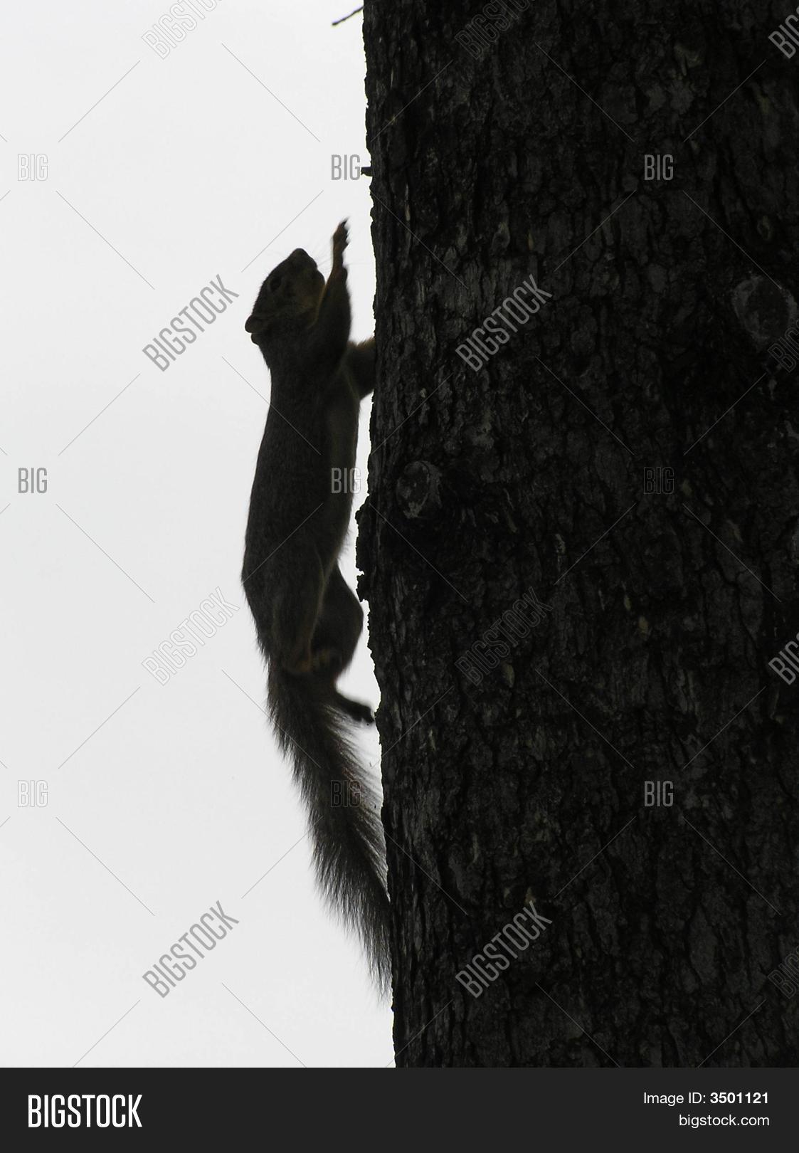 Squirrel Silhouette Image & Photo (Free Trial) Bigstock