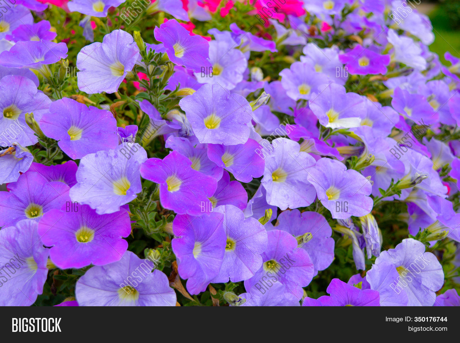 Flower Bed Petunia Image & Photo (Free Trial) | Bigstock