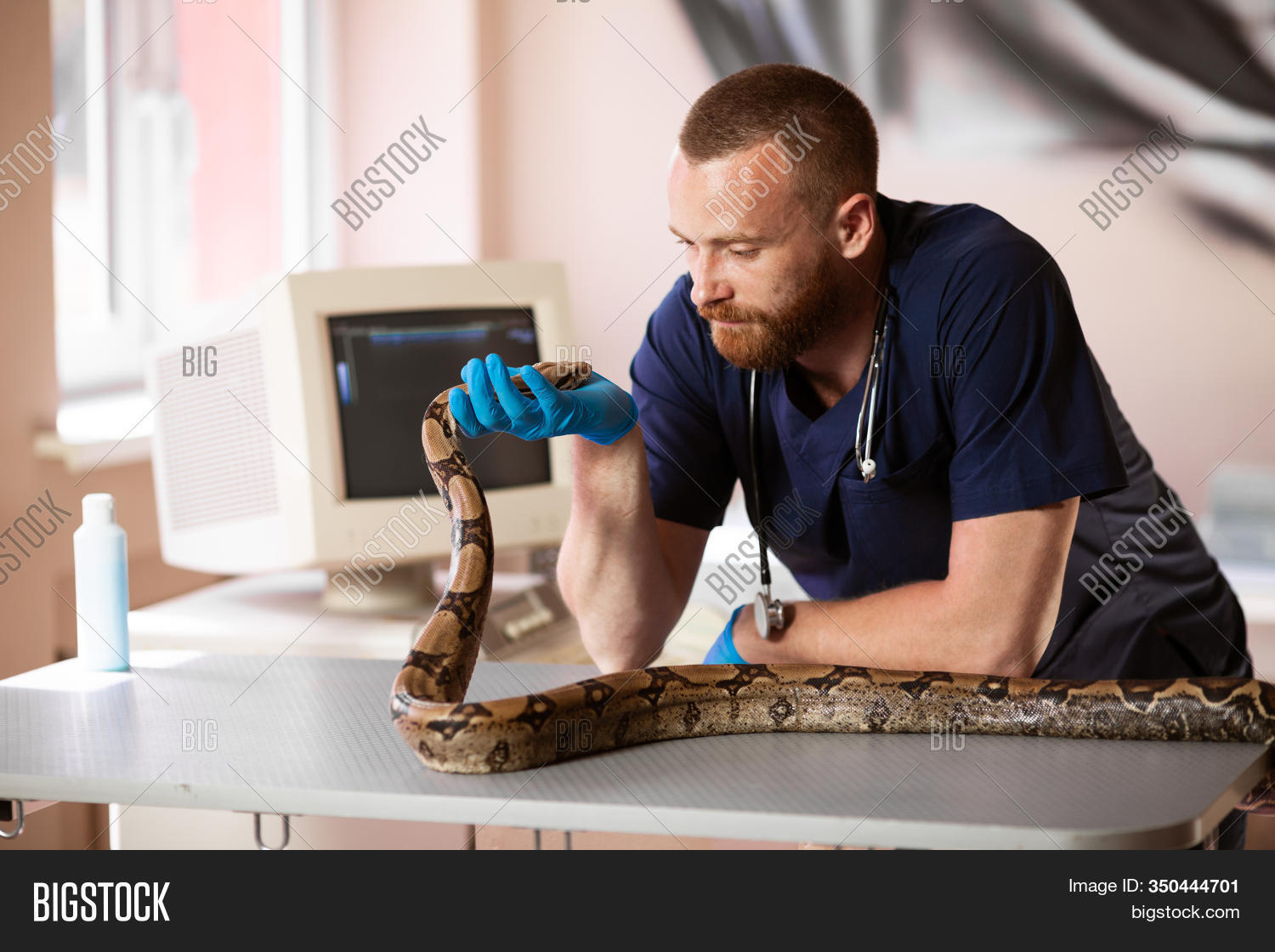 Vet Holds Snake. Image & Photo (Free Trial) Bigstock
