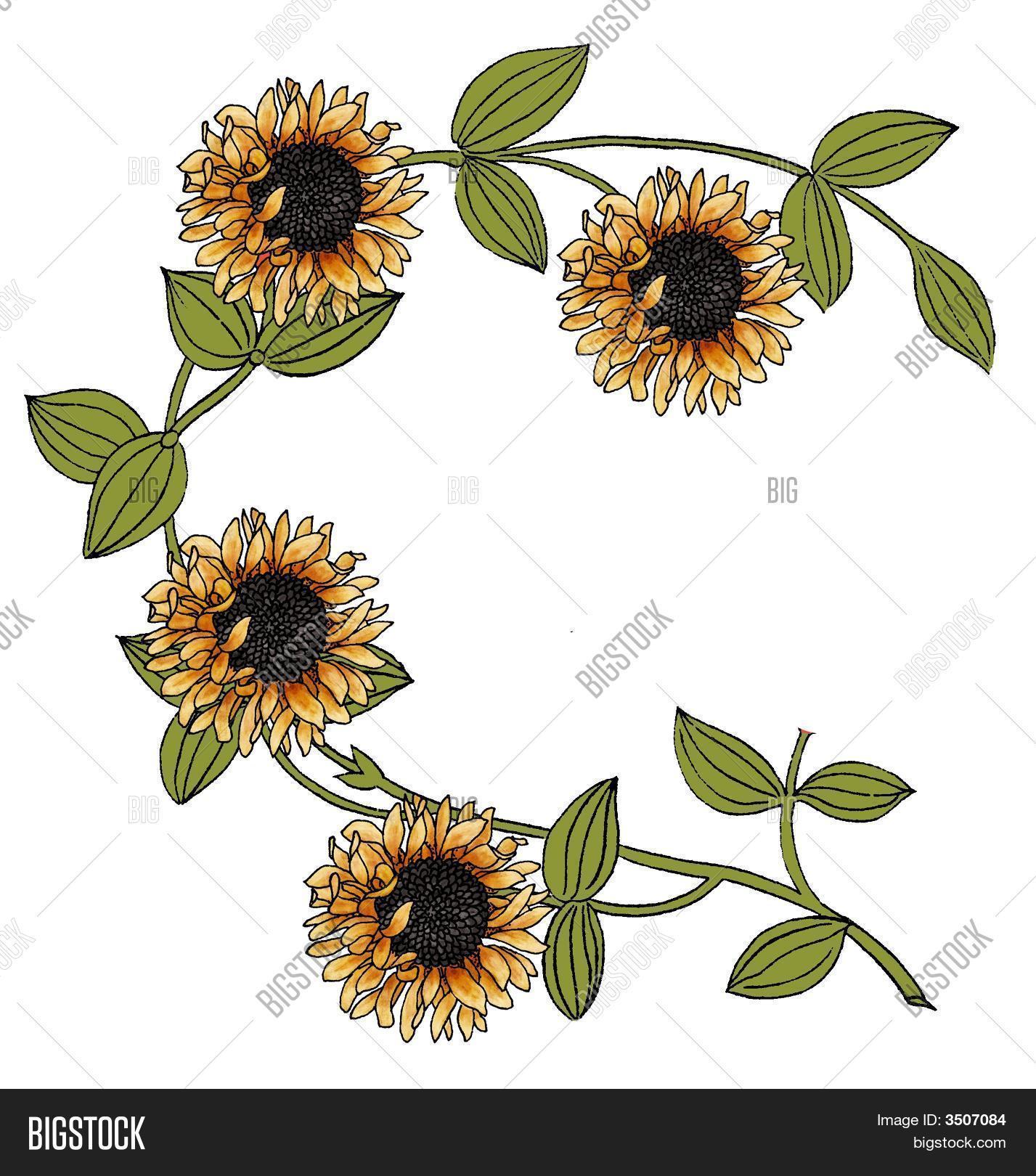 Sunflower Vine Image & Photo (Free Trial) Bigstock