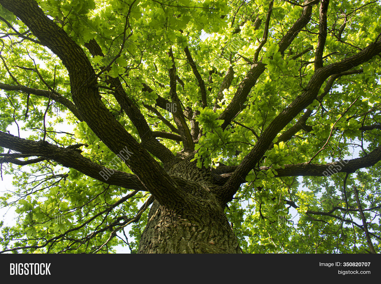 Spreading Oak Image & Photo (Free Trial) Bigstock