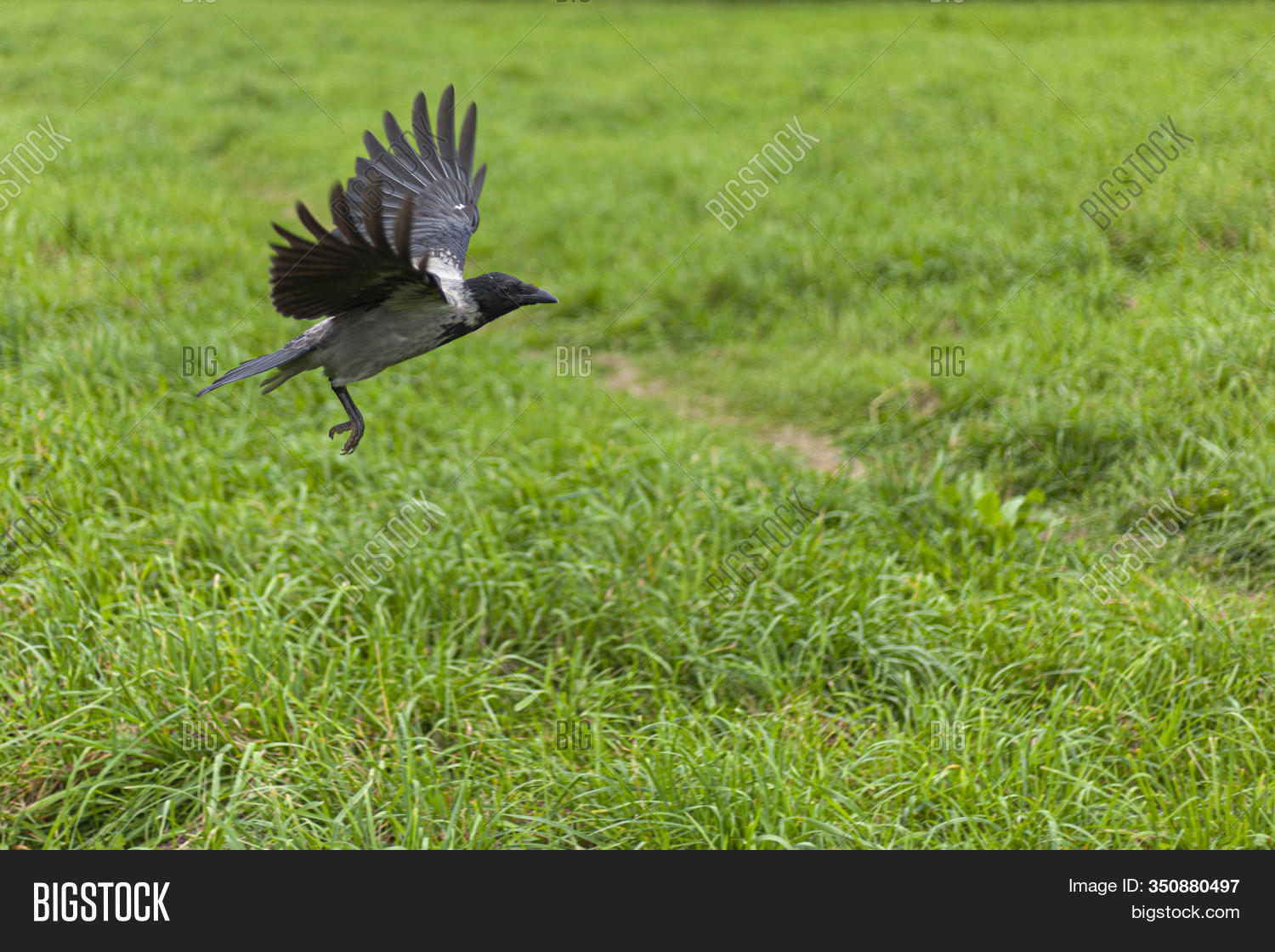 Crow Flight Above Image & Photo (Free Trial) Bigstock