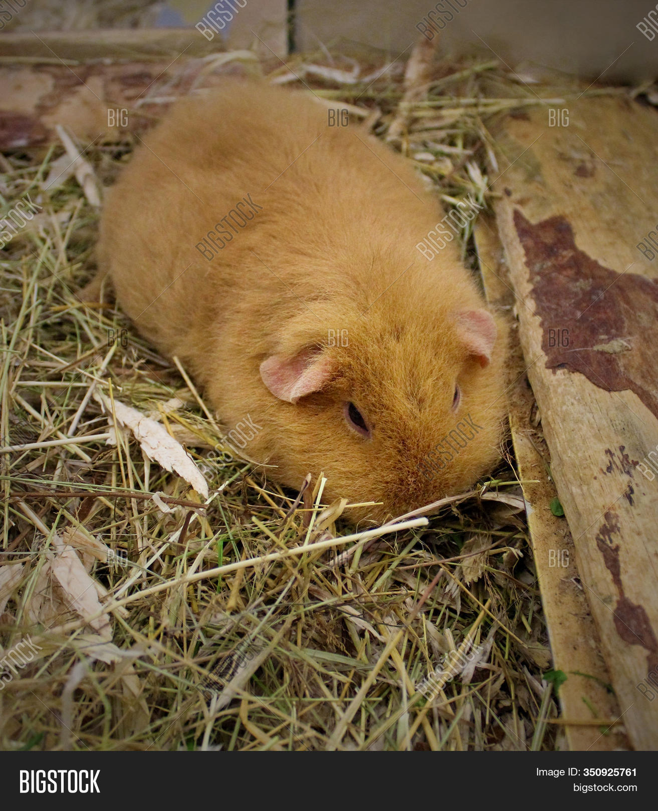 free guinea pig supplies