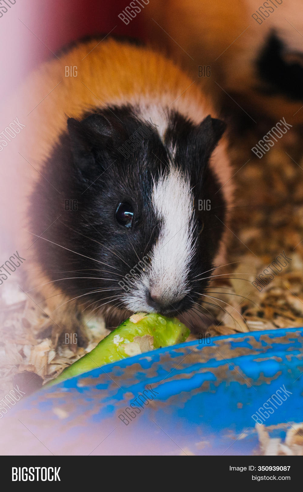 sawdust for guinea pigs