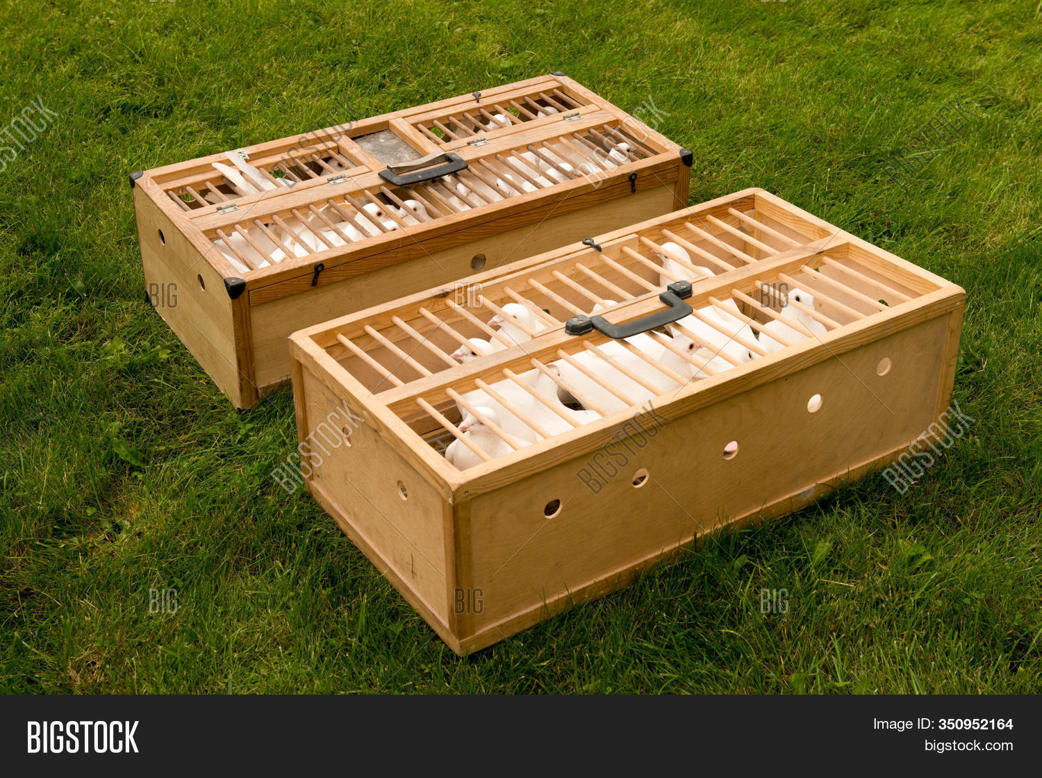 Pigeons Box. White Image & Photo (Free Trial) Bigstock