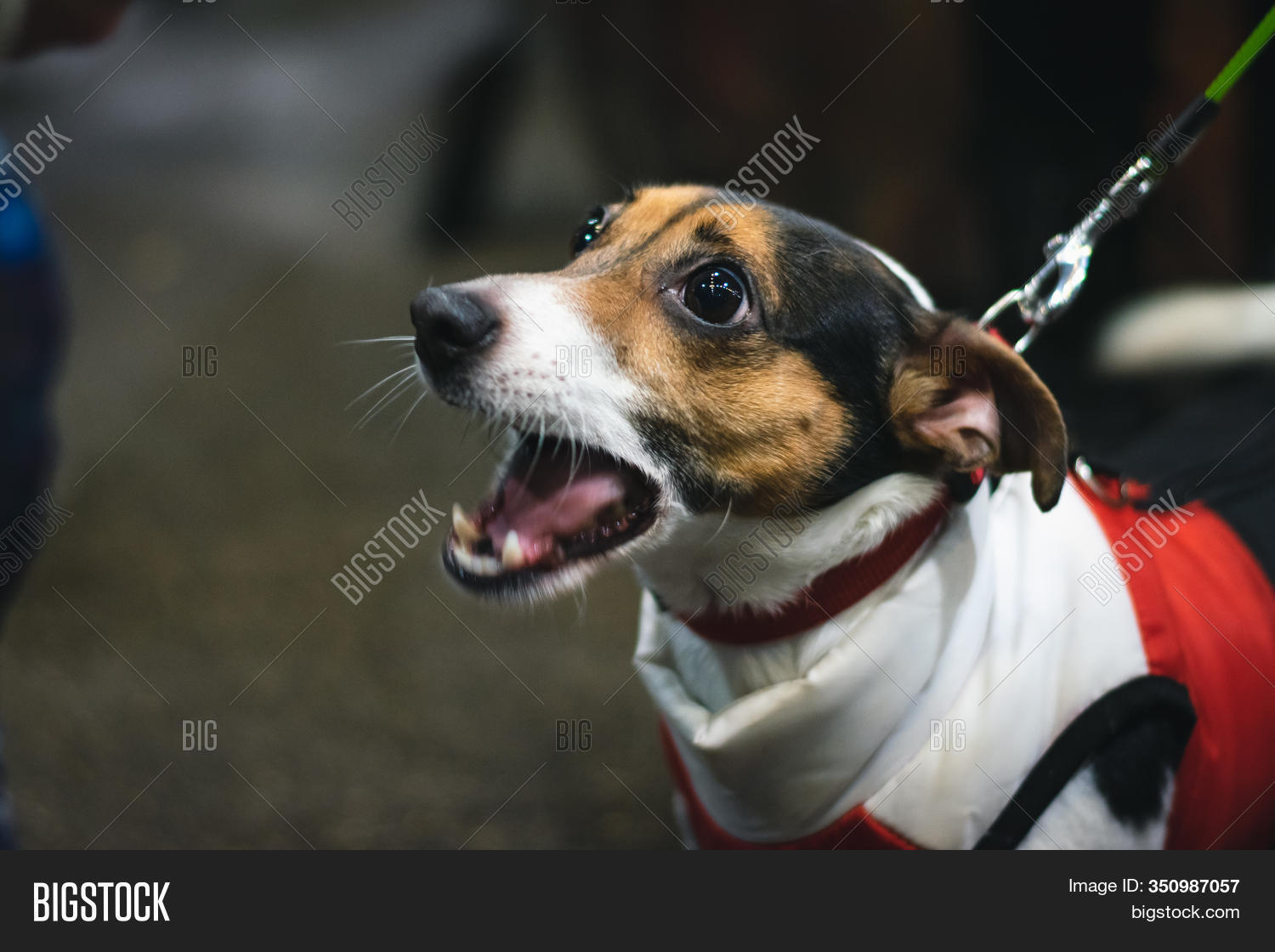 Small Dog Barking On Image & Photo (Free Trial) Bigstock