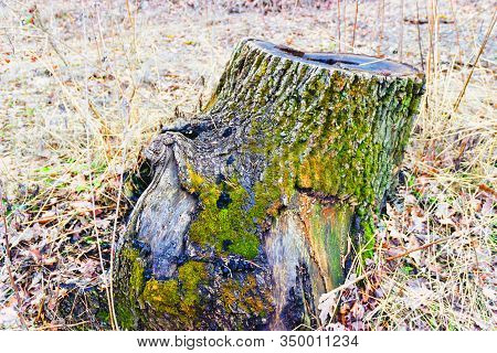 Pictured In The Photo Old Stump On Whitch Green Moss Grows